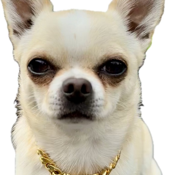 Hip Hop Style 18kt gold plated stainless steel dog collar and tag - 10” chain - Picture 2 of 6